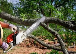 How Our Tree Care Process Works  in West Palm Beach, FL